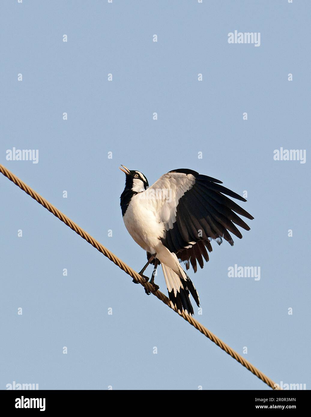 Australia majpie-lark (Grallina cyanoleuca), maschio adulto, chiamante ed esibente, arroccato sulla linea elettrica aerea, Queensland, Australia Foto Stock
