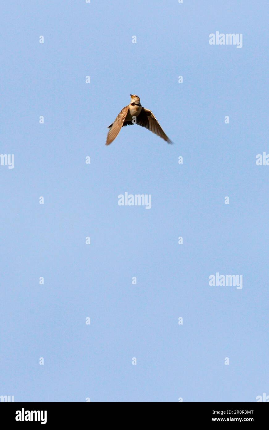 Larice bimaculato (Melanocorypha bimaculata) maschio adulto, in song flight, Armenia Foto Stock
