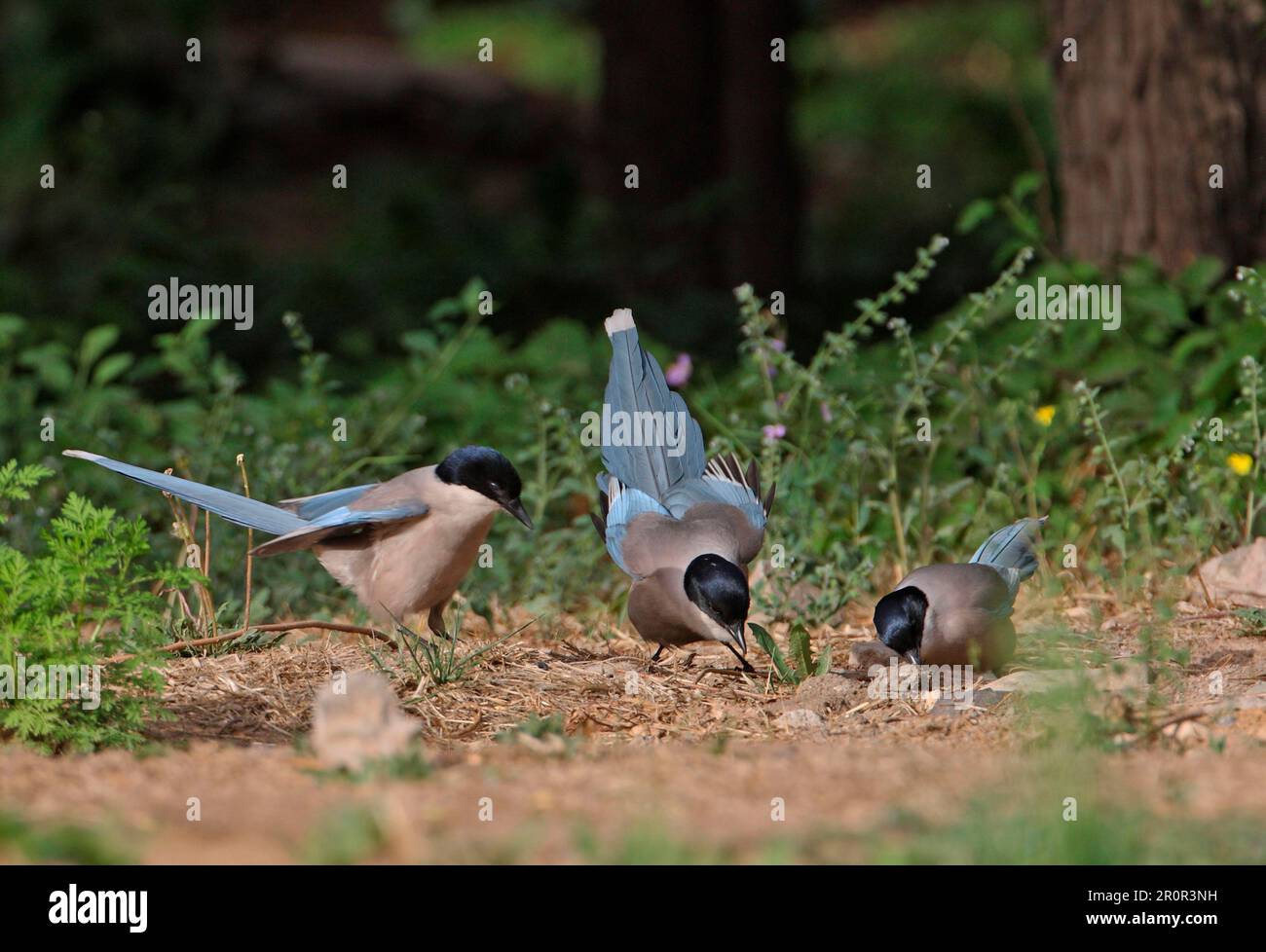 Magpie azure-alato (Cyanopica cyana) tre adulti, nutrirsi di insetti che emergono da terra, Pechino, Cina Foto Stock