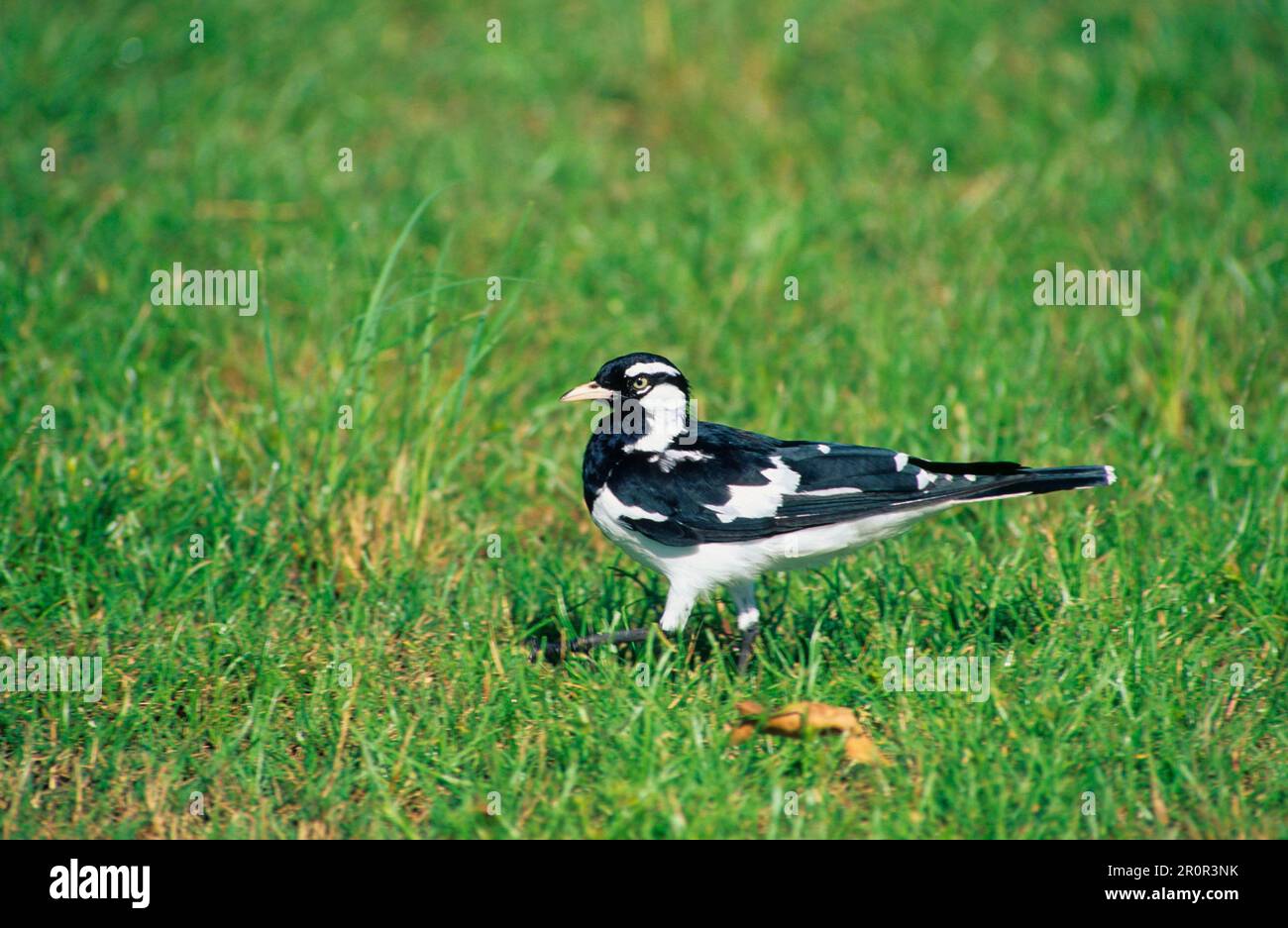 Magpie Lark (Grallina cyanoleuca), Magpie Wagtail, songbirds, animali, Uccelli, Australia Magpie Lark maschio, Australia Foto Stock