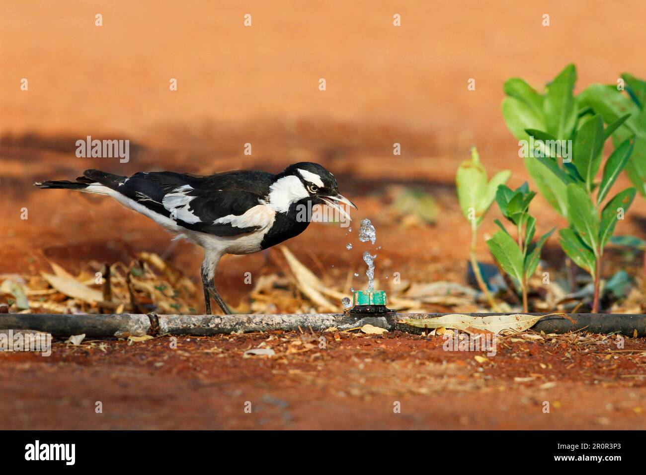Larice australiano (Grallina cyanoleuca), maschio adulto, bevente da una manichetta che perde, territorio del Nord, Australia Foto Stock