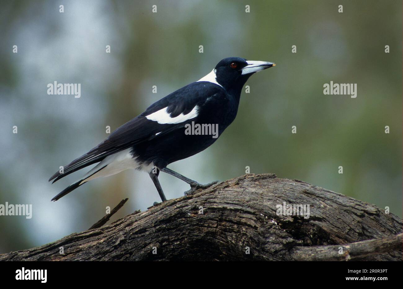 Australian Magpie (Gymnorhina tibicen) (Black Backed) in piedi sulla filiale, Australia Foto Stock