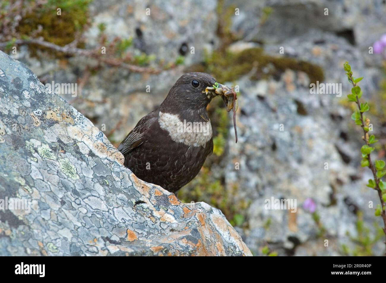 Ring ouzel (Turdus torquatus), femmina adulta, raccolta di cibo, bruco, lumache e lombrichi, Jotunheimen, Norvegia Foto Stock