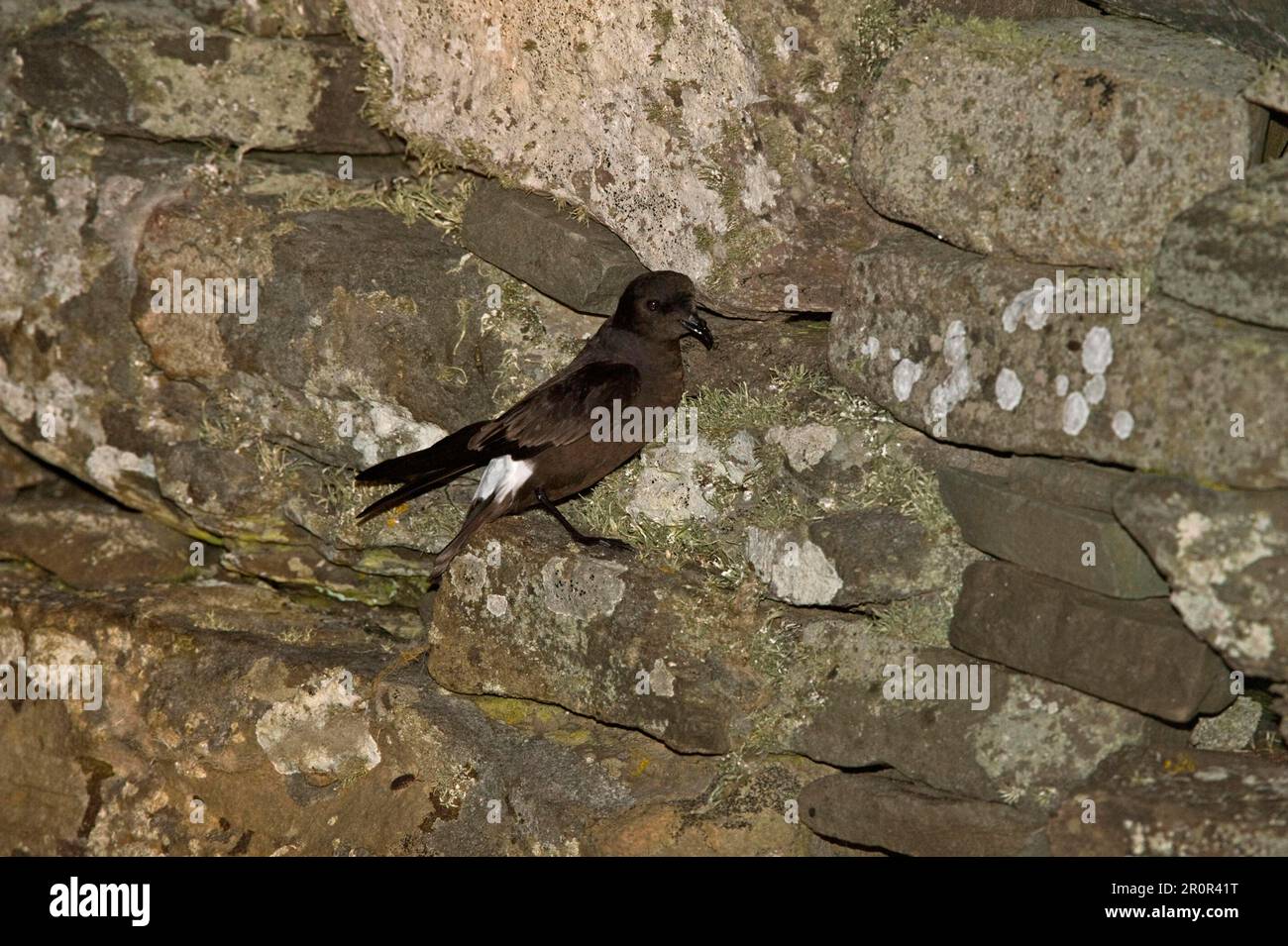 European storm petrel (Hydrobates pelagicus) adulto, sulla parete della covata dell'età del ferro, Mousa RSPB Reserve, Mousa, Shetland Islands Foto Stock