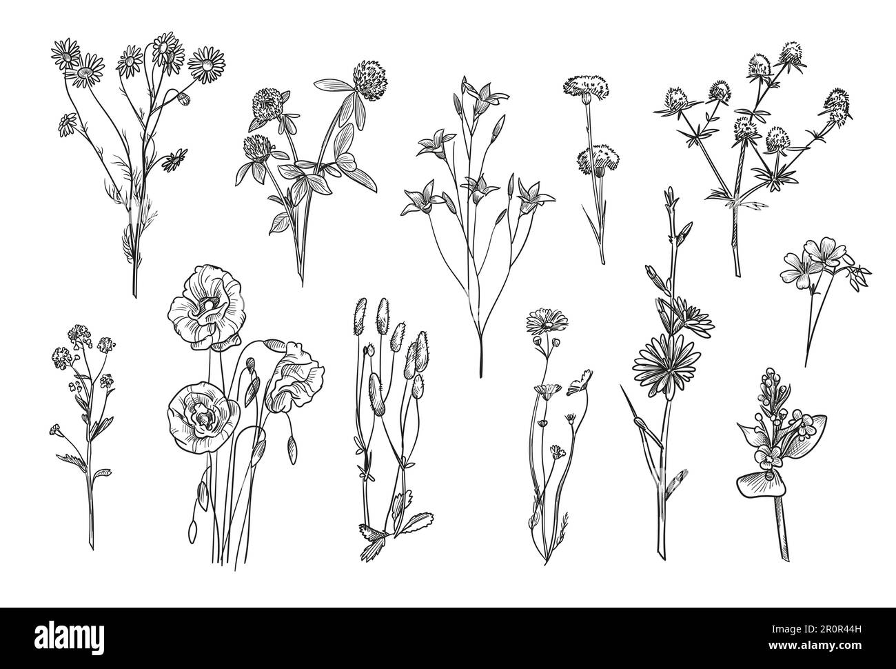 Set di illustrazioni vettoriali isolati di fiori selvatici disegnati a mano Illustrazione Vettoriale