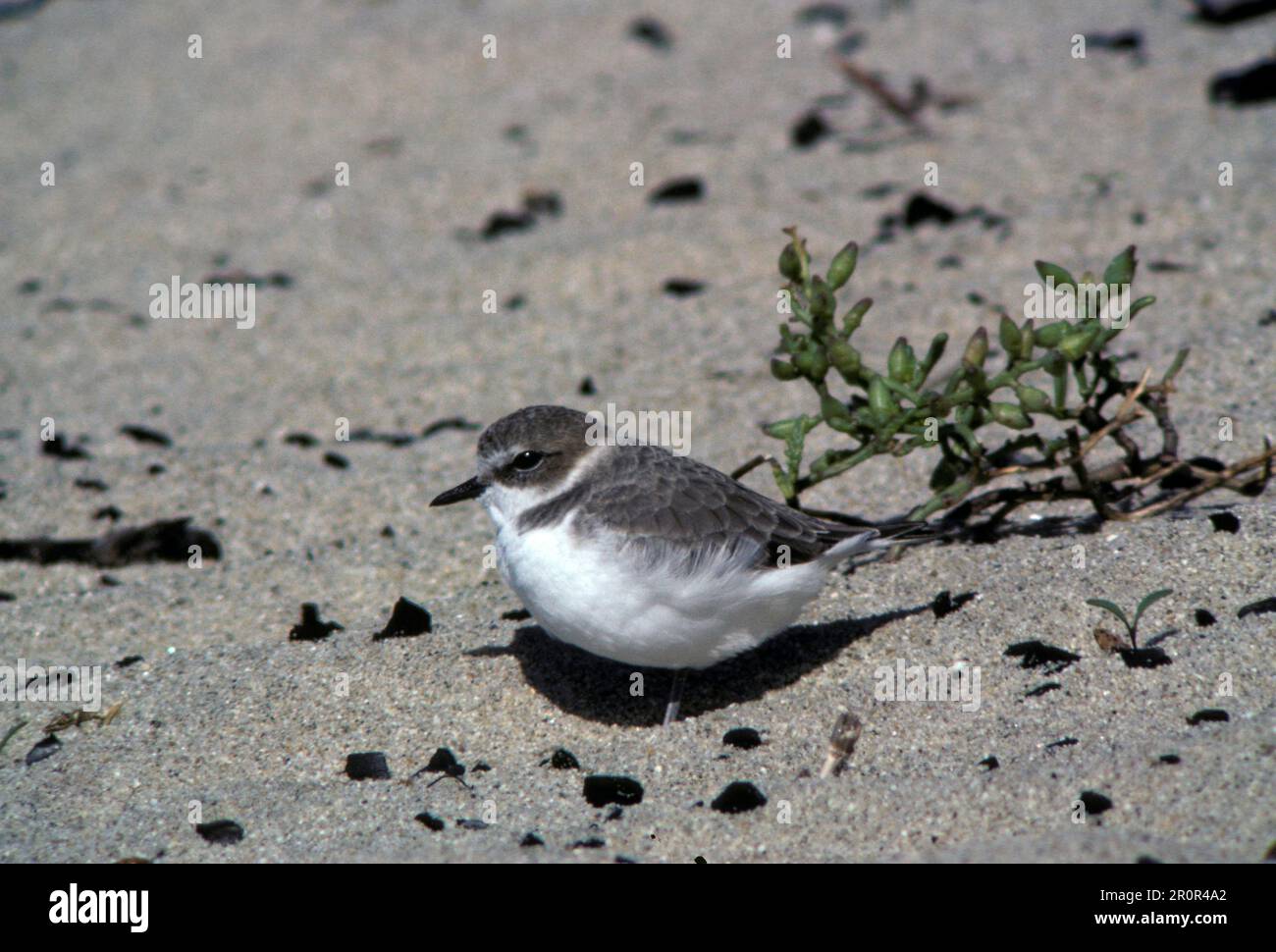 Falò di lenticchie (Charadrius alexandrinus), animali, Uccelli, Tenditori, sulla sabbia Foto Stock