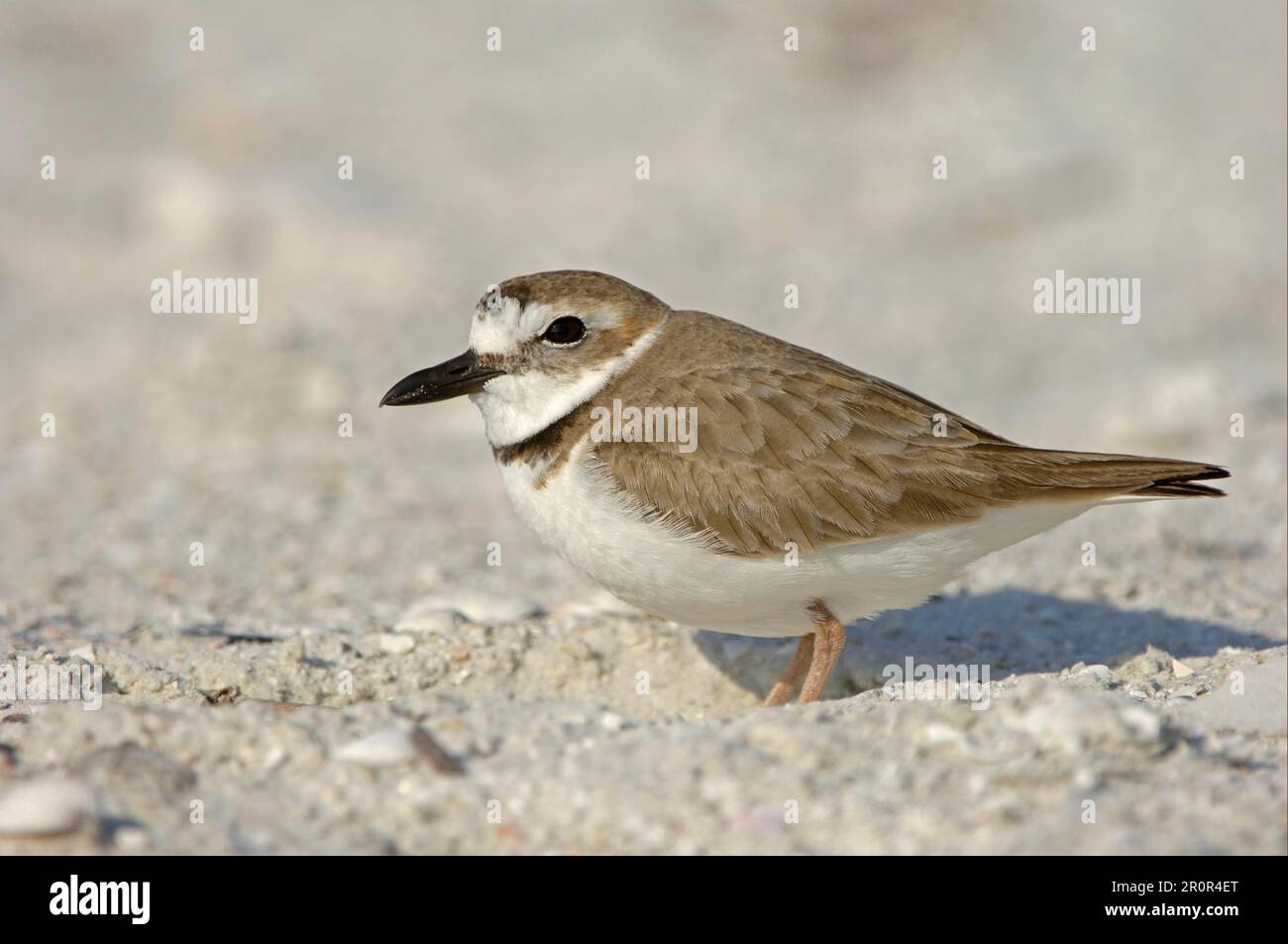 Wilson's Plover (Charadrius wilsonia) adulto, in piedi sulla spiaggia, Florida (U.) S. A. Foto Stock