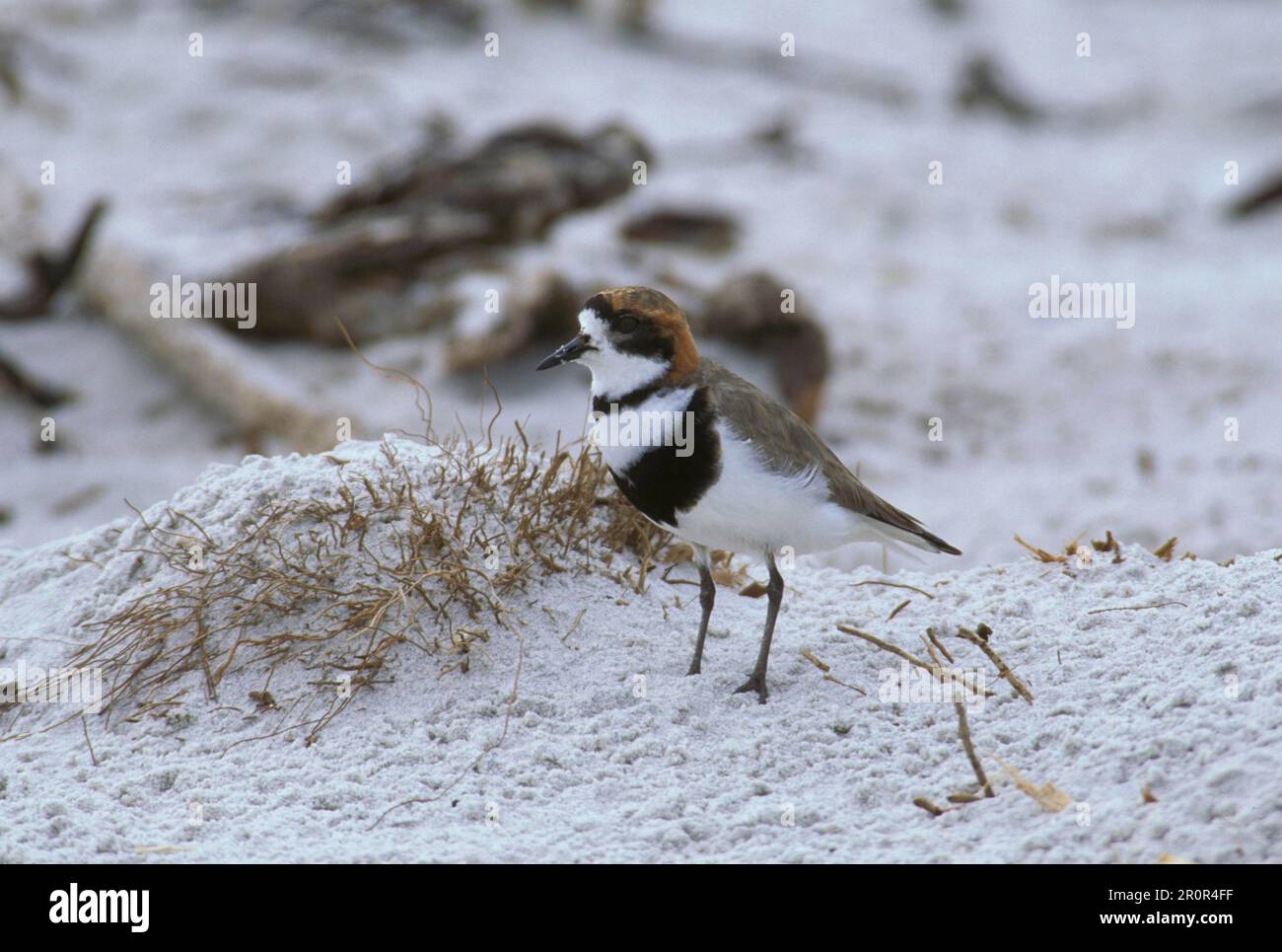 Falkland, animali, Uccelli, pagaia, TwoBanded Plover (Charadrius falklandicus) Foto Stock