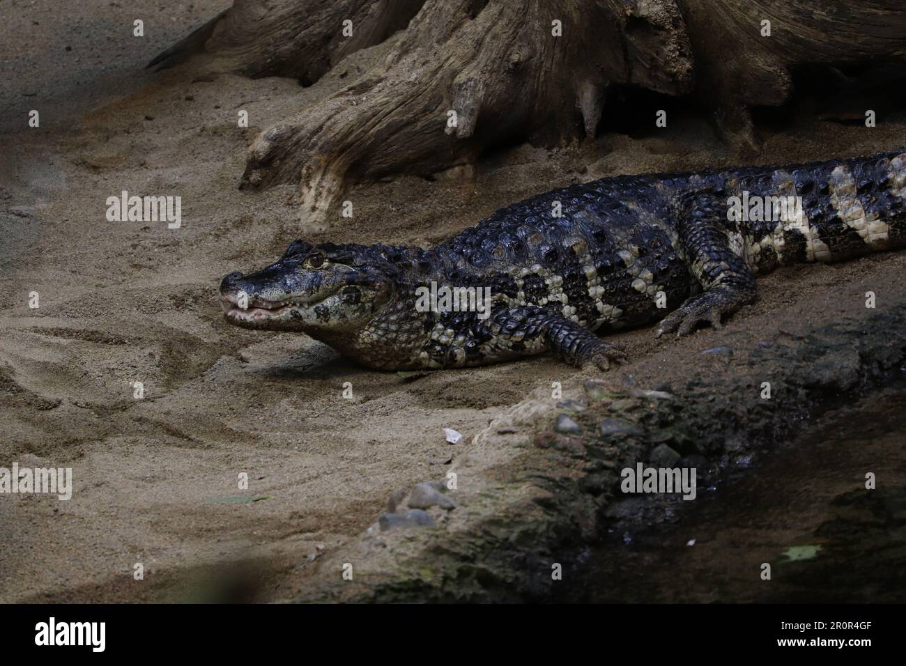 Un grande alligatore che si crogiola al sole sulla spiaggia sabbiosa, circondato da alberi caduti e tronchi Foto Stock