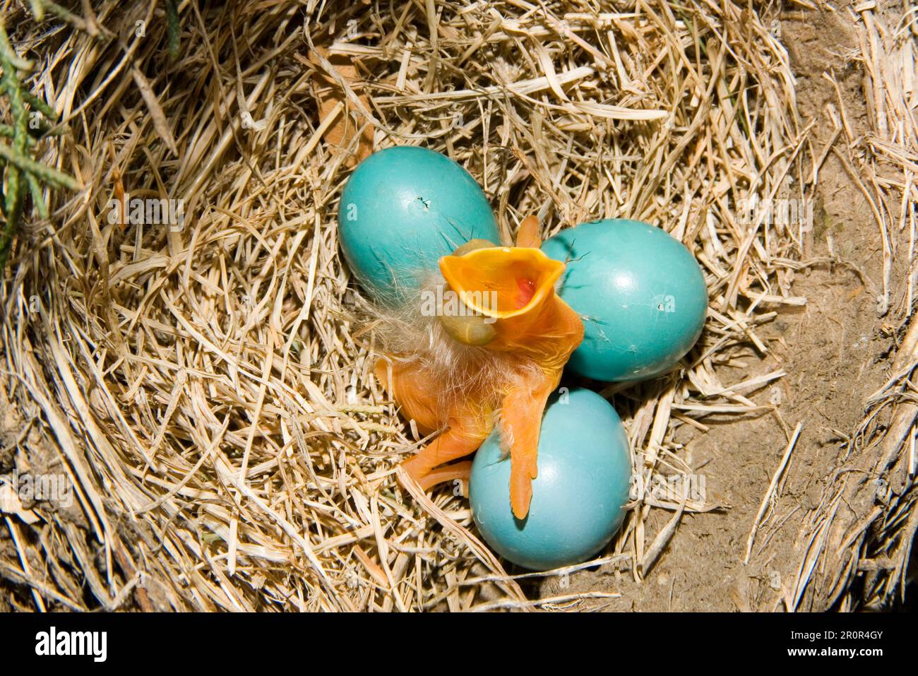 Robin americano (Turdus migratorius) pulcini appena sorteggiati e uova da cova in utricularia ocroleuca (U.) (U.) S. A Foto Stock