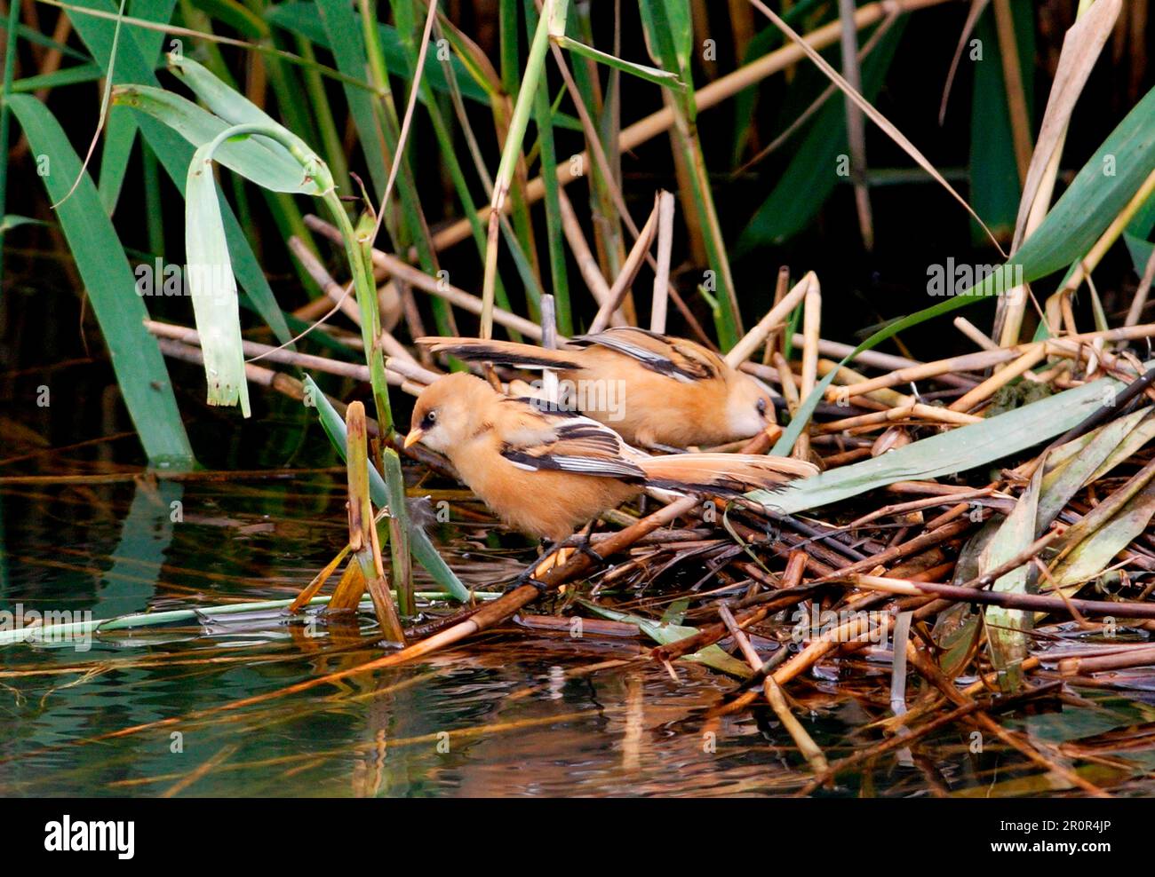 Anatroccolo (Panurus biarmicus) due giovani che si muovono intorno ad un vecchio nido di folaga comune (Fulica atra), Norfolk, Inghilterra, Regno Unito Foto Stock