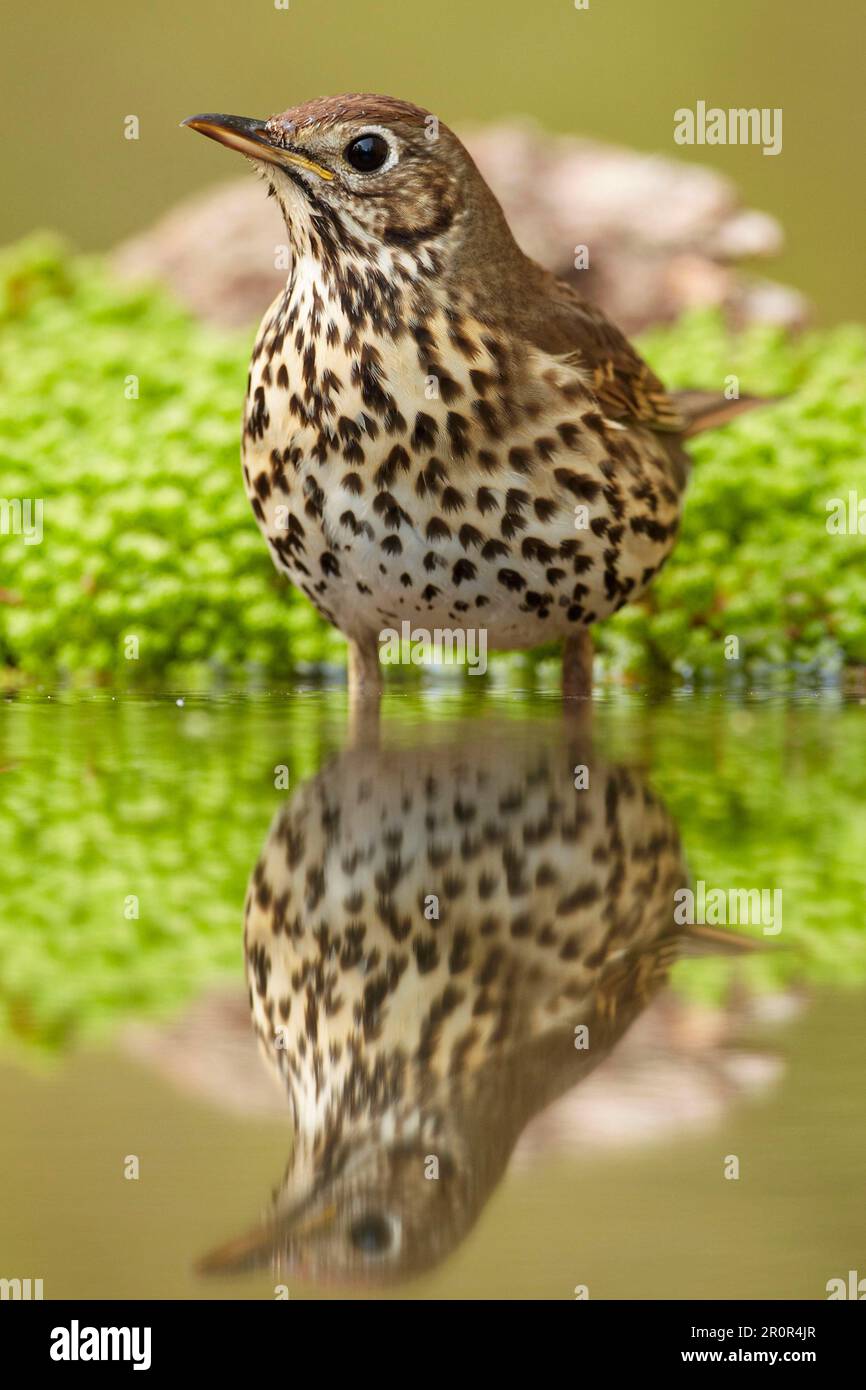 Canzone Thrush (Turdus philomelos) adulto, in piedi in acqua con riflessione, Olanda Foto Stock