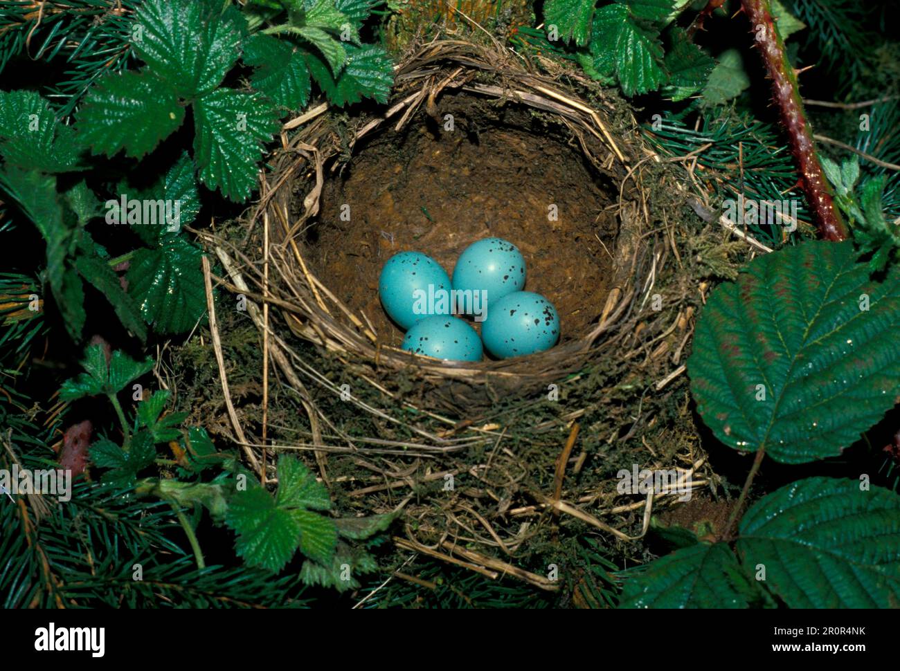 Song Thrush (Turdus philomelos) Nest con quattro uova FL003437 (S) Foto Stock