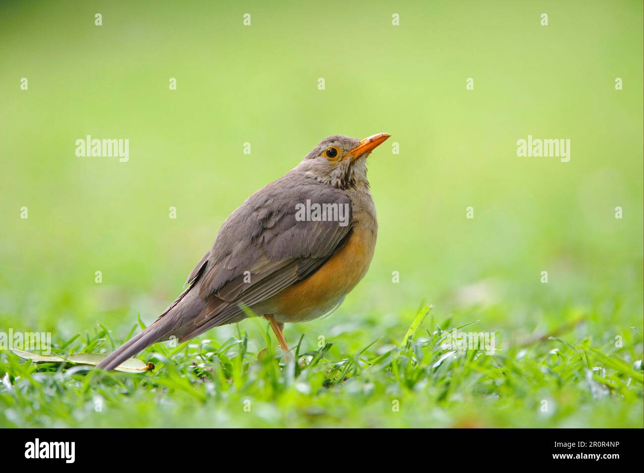 Mughetto (Turdus olivaceus), mughetto, uccelli, animali, uccelli, Ulivo Thrush adulto, in piedi su erba, Kwando, Linyanti, Botswana Foto Stock