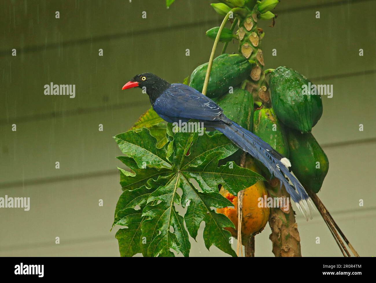 Taiwan taiwanese blue magpie (Urocissa caverulea) adulto, nutrirsi di papaya (Carica papaya) durante la stagione delle piogge, Taiwan Foto Stock