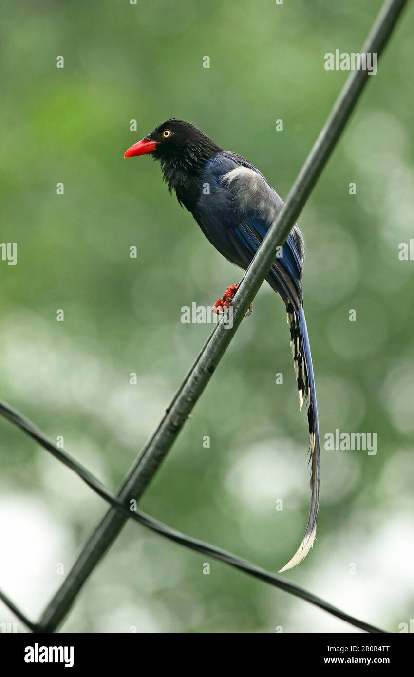 Taiwan taiwanese blue magpie (Urocissa caverulea) adulto, con piume umido dopo pioggia, seduto su una linea di alimentazione, Taiwan Foto Stock