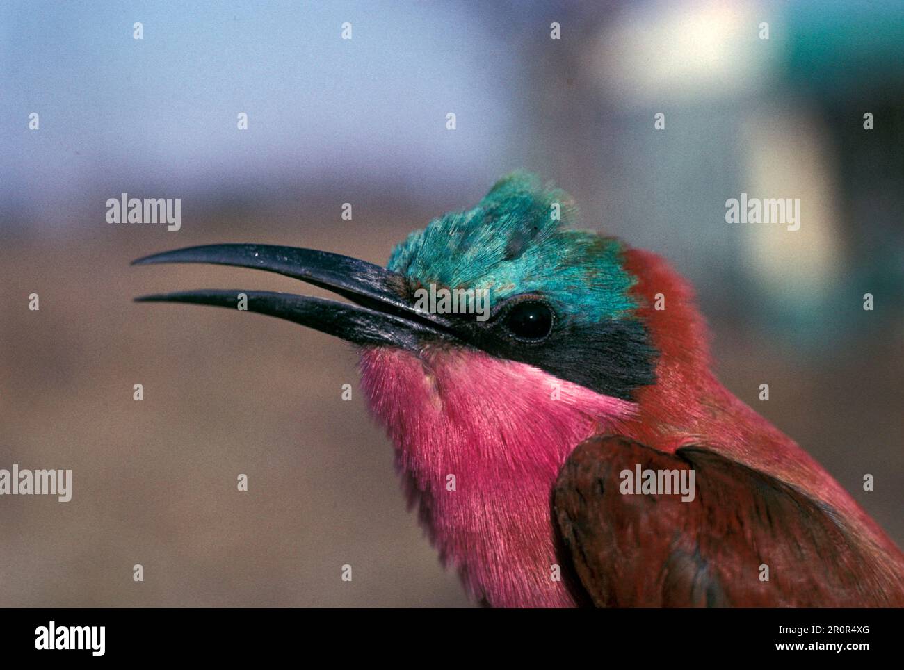 Carmine Bee eater (Merops nubicoides) Foto Stock