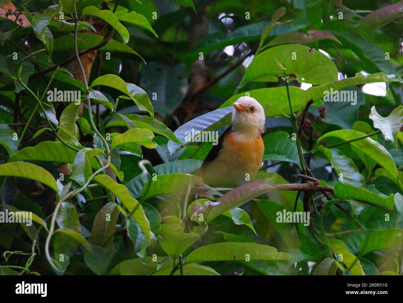 Schimitar Babbler (Gampsorhynchus rufulus torquatus), adulto, seduto su una vite, Kaeng Krachan N. P. Thailandia Foto Stock