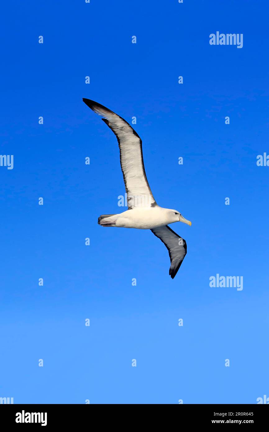 Albatross timido (Thalassarche cauta), Capo di buona speranza, Sud Africa Foto Stock