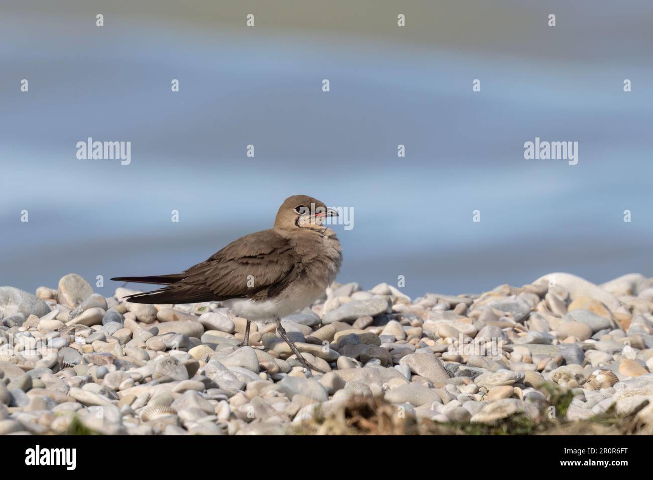 Il pratincolo con colletto (Glareola pratincola) o il pratincolo comune o con alette rosse. Waders o uccelli da spiaggia. Foto Stock