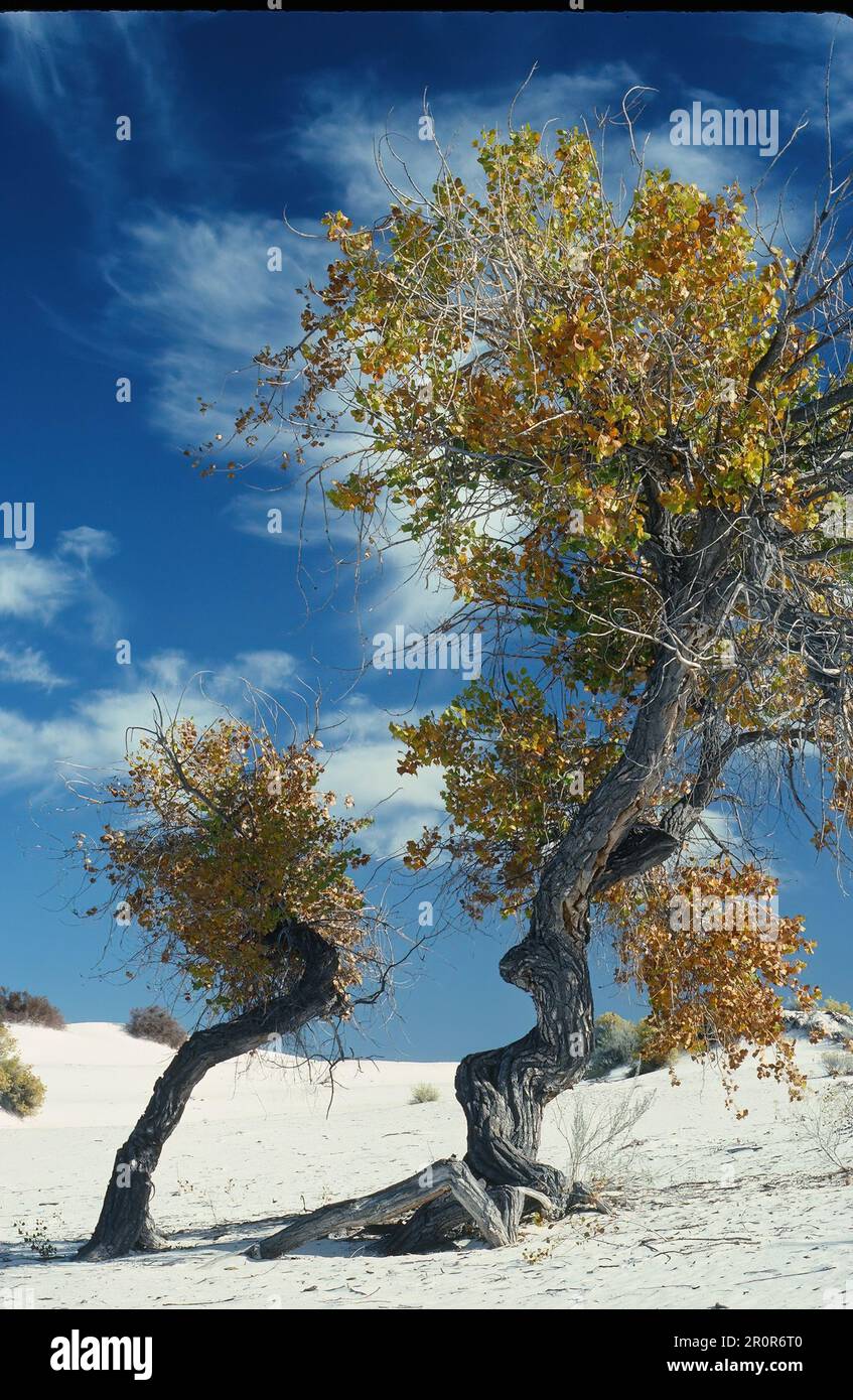 Due cottonwoods in autunno Foto Stock