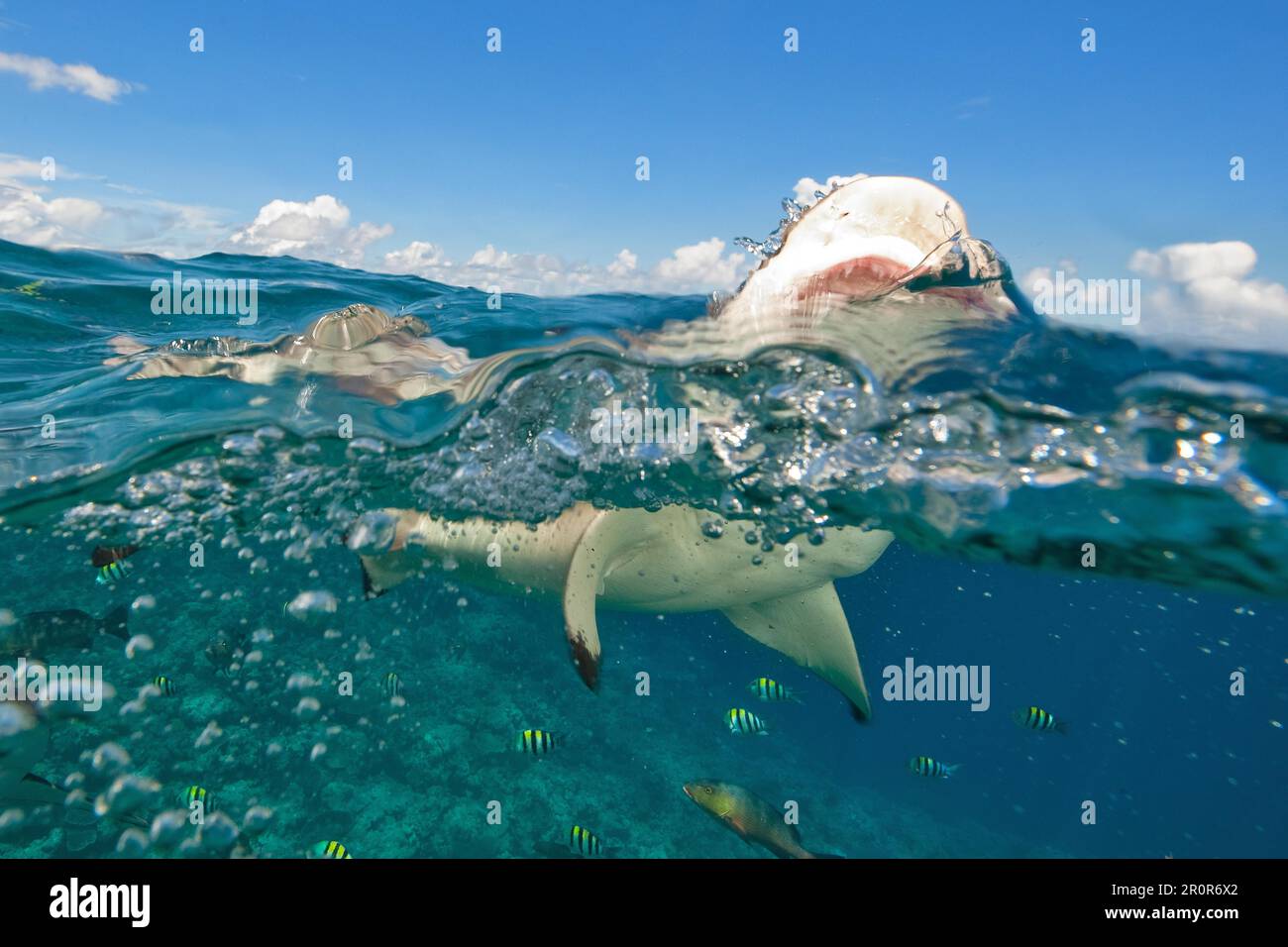 Attacco di squali di Blacktip Reef Shark (Carcharhinus melanopterus), morso, morso, denti, mascelle, maneater, pacifico, oceano indiano, mar rosso Foto Stock