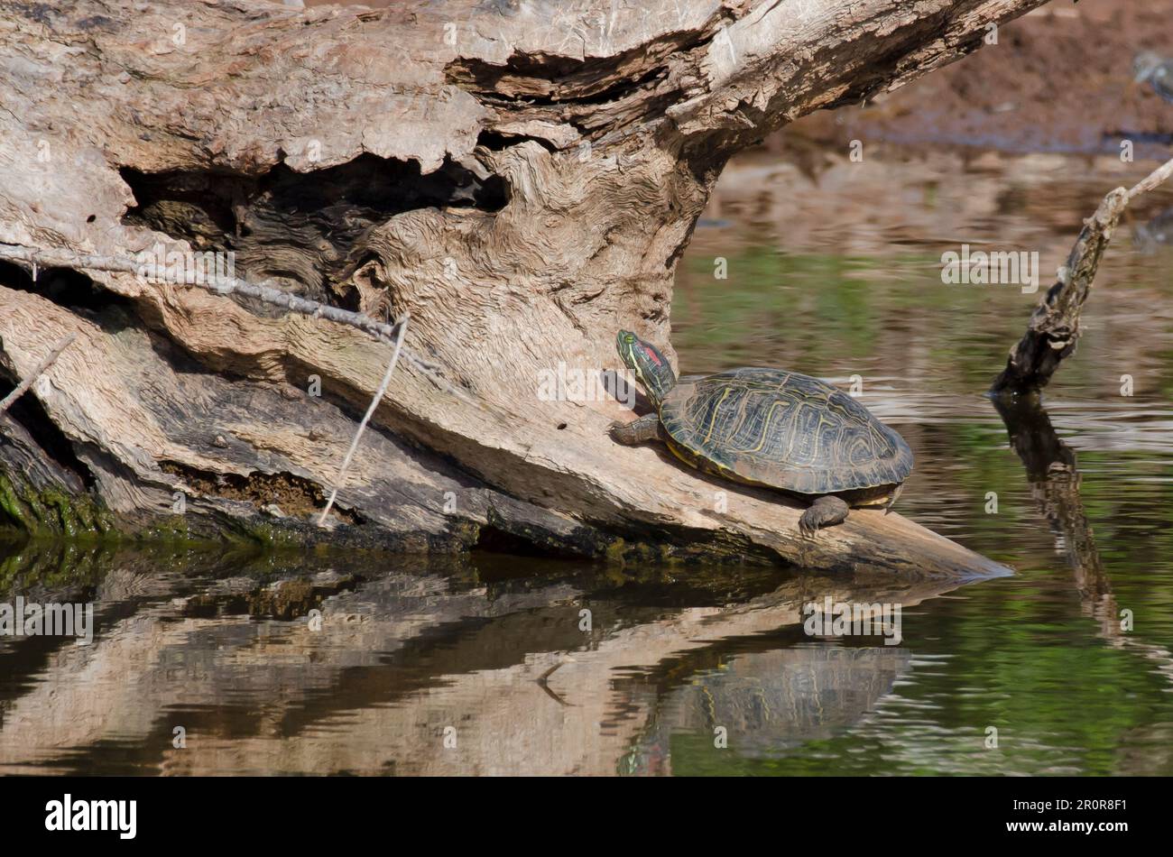 Cursore dalle orecchie rosse, Trachemys scripta elegans, che si crogiola Foto Stock