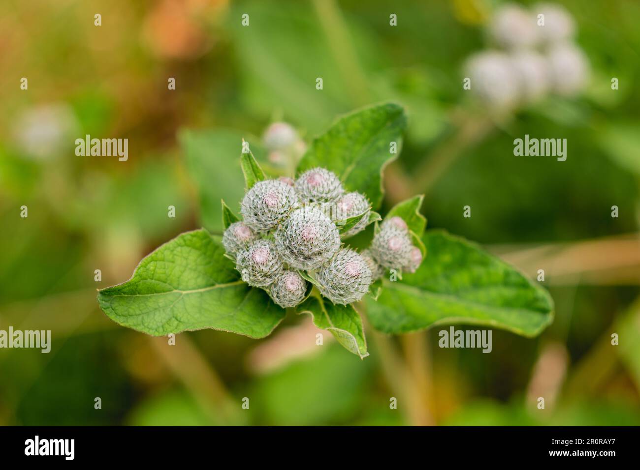 Infiorescenza di Arctium lappa o burdock superiore, anche noto come gobo o beggar's bottons. Primo piano foto di burr spinoso o felice maggiore. Foto Stock