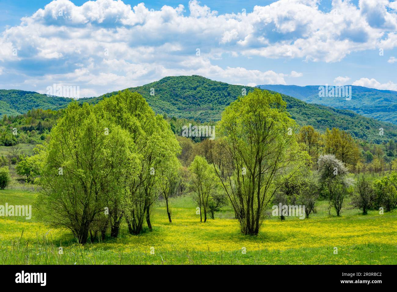 Alberi e prati pieni di fiori gialli con verdi colline sullo sfondo e cielo blu con nuvole bianche in una giornata di sole primavera in natura Foto Stock