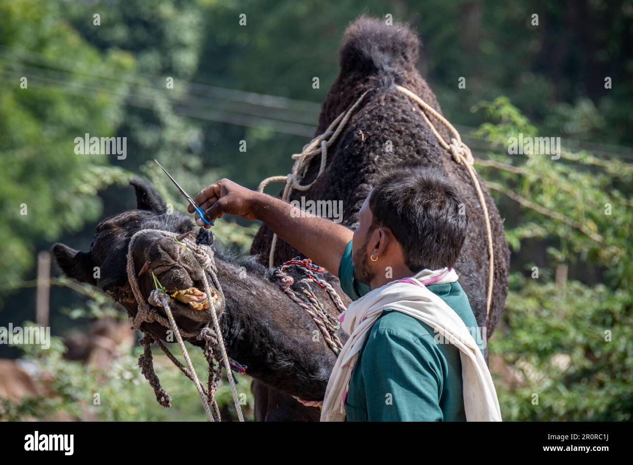 Un proprietario del cammello grooms il suo cammello per la vendita alla fiera del cammello di Pushkar, Pushkar, Rajasthan, India Foto Stock