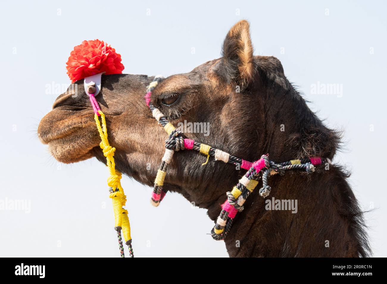 Un cammello decorato alla fiera del cammello di Pushkar, Pushkar, Rajasthan, India Foto Stock
