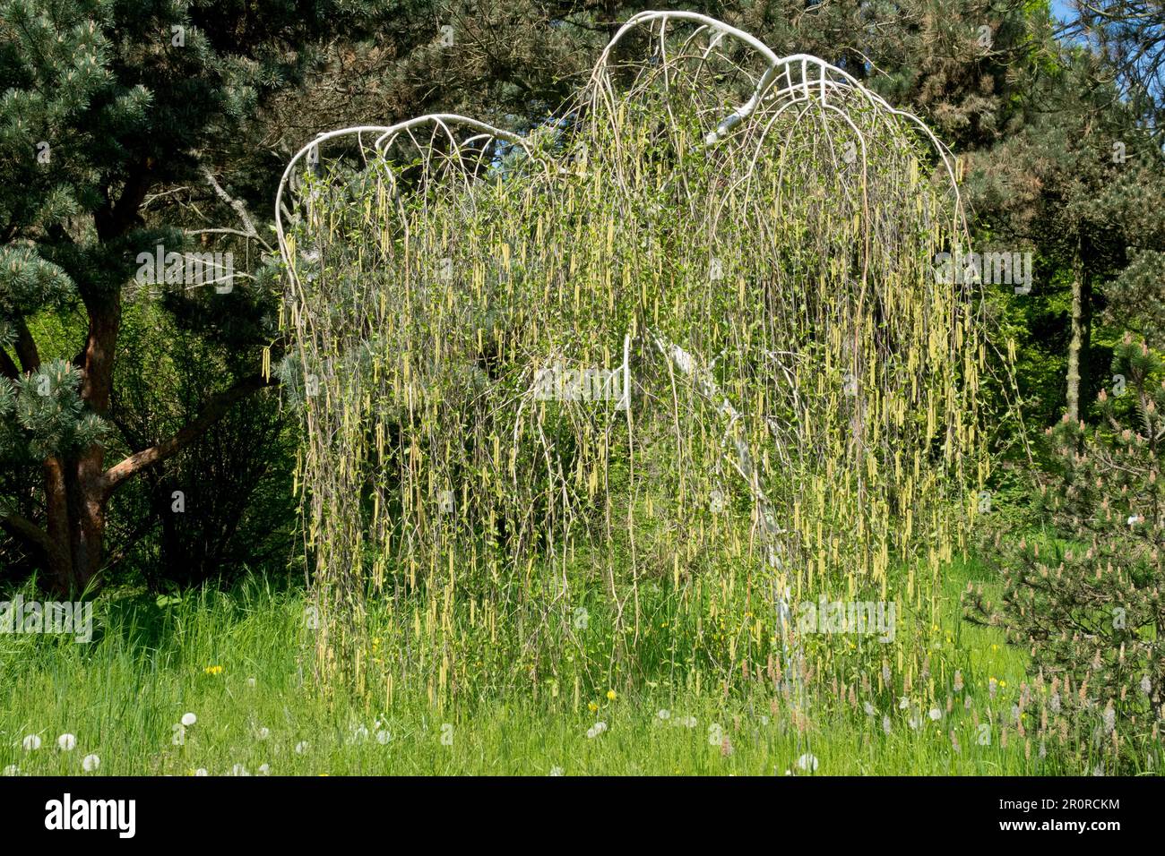 Birch Himalayan piangente, Betula 'Long Trunk', Betula utilis var. Jacquemontii 'Pendula', Giardino Foto Stock