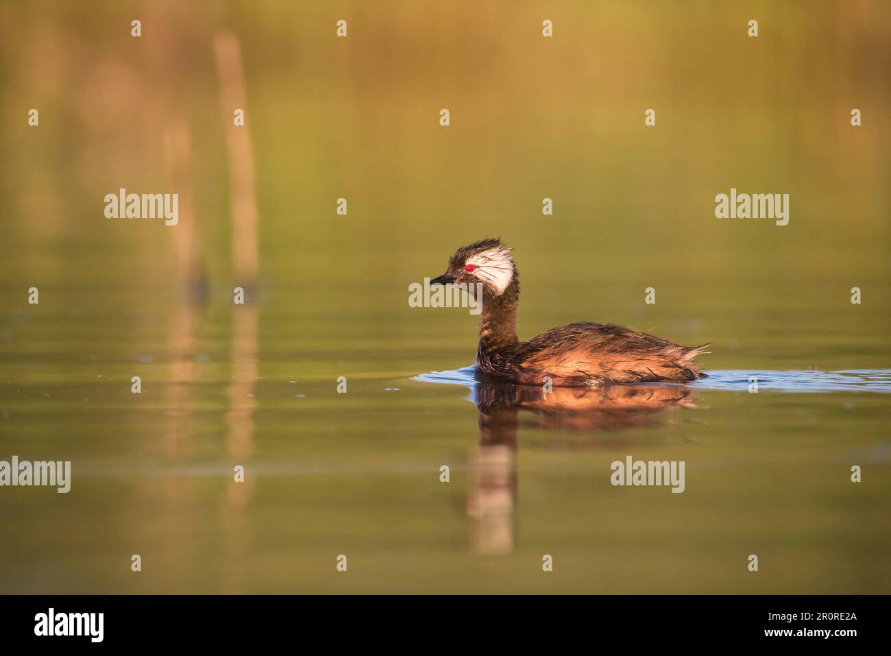 Verde tufted bianco (Rollandia rolland), nuoto nella laguna di Pampas, provincia di la Pampa, Patagonia, Argentina. Foto Stock