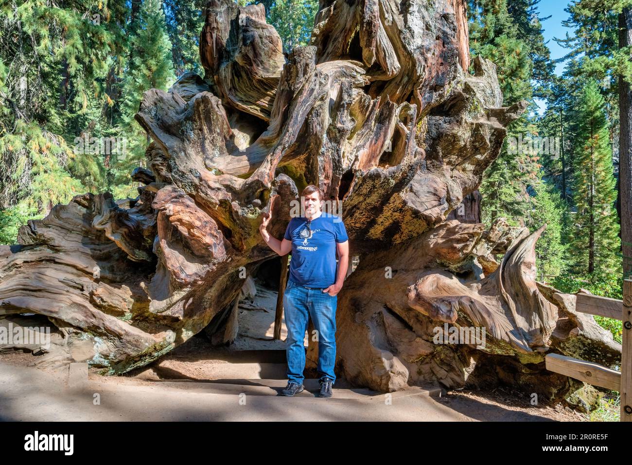 L'uomo si trova in una sequoia gigante caduta (Monarca caduto) al General Grant Grove nel Sequoia National Park, CA, USA. Foto Stock