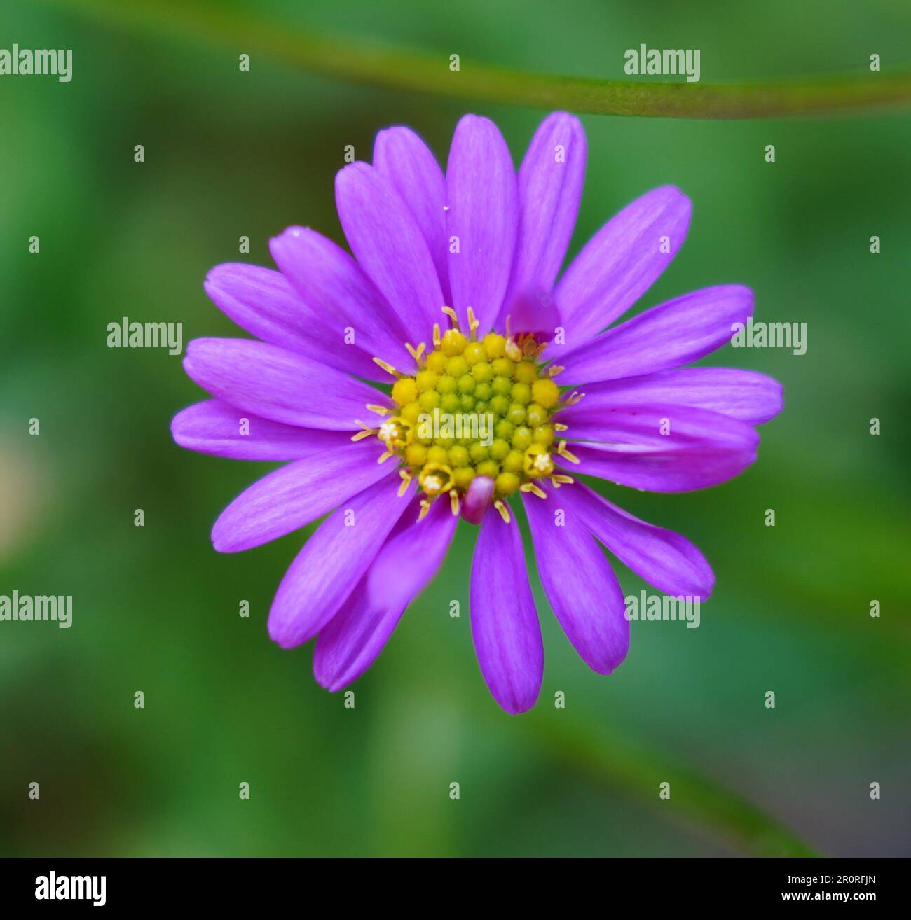 Questa immagine presenta un bel fiore con i suoi delicati petali in piena fioritura Foto Stock