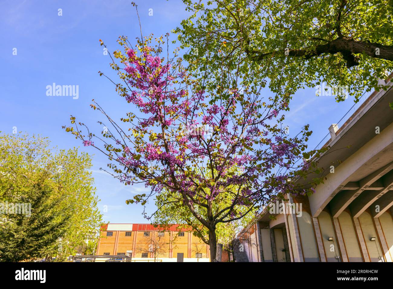 Vista della base di un ponte che sostiene una pista con alberi fioriti nel centro della città Foto Stock