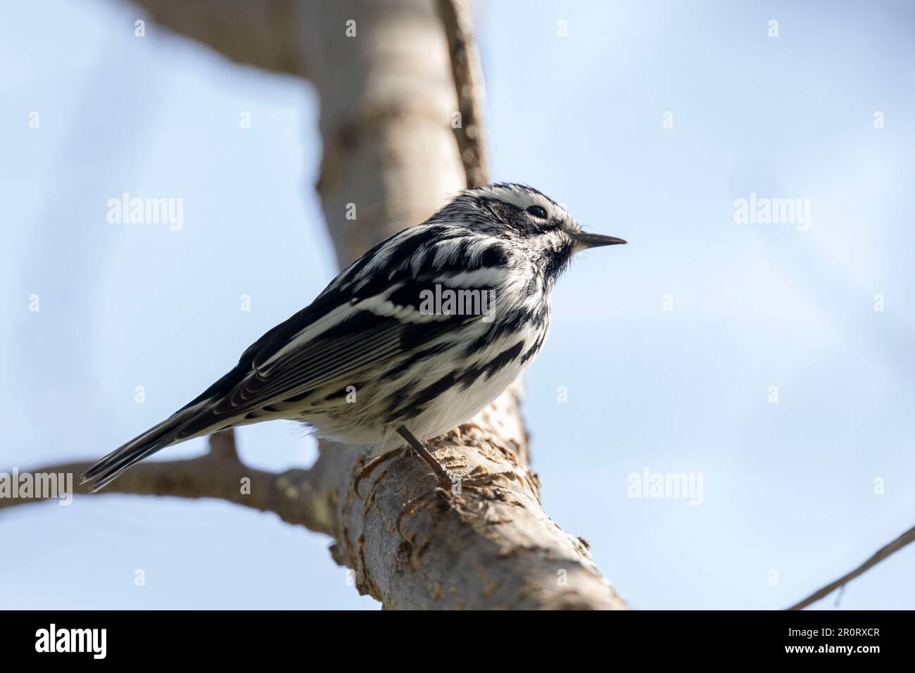 (Ottawa, Canada---09 Maggio 2023) Warbler bianco e nero dal fiume Rideau. Copyright 2023 Sean Burges / Mundo Sport immagini. Foto Stock
