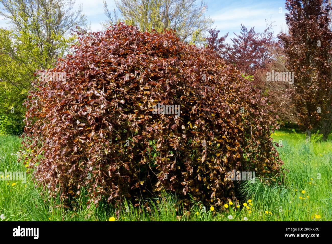 Fagus sylvatica 'Purpurea Pendula', Faggio europeo, Habitus Foto Stock