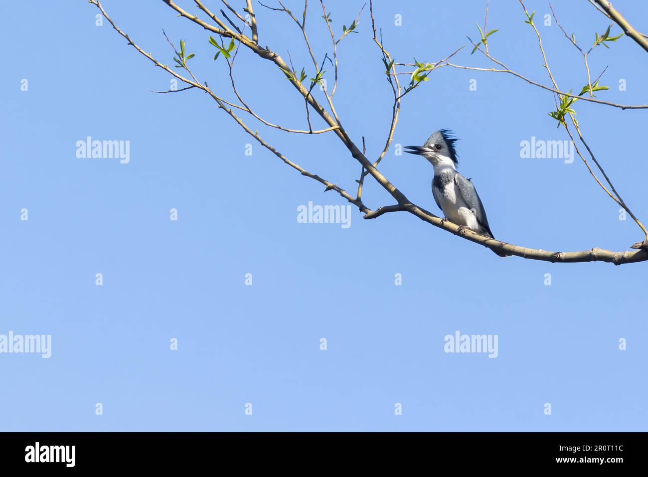 Martin pescatore con cintura (Megaceryle alcyon) in primavera Foto Stock