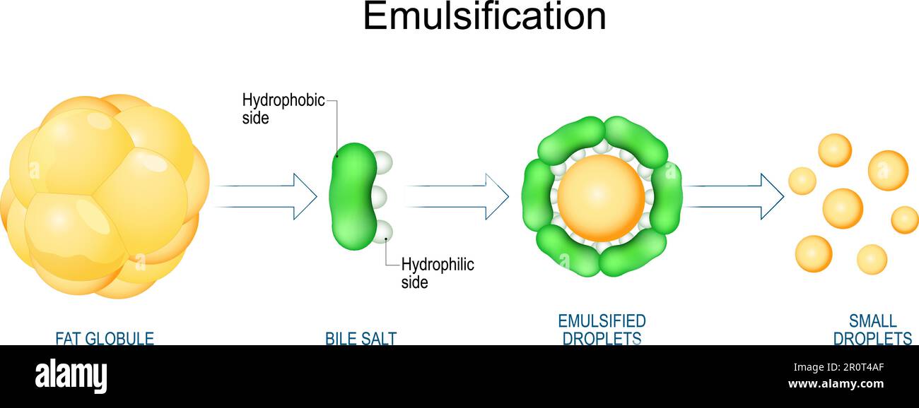 Emulsificazione di grassi. Digestione dei lipidi. L'emulsificazione è il processo mediante il quale grandi globuli grassi vengono suddivisi in goccioline lipidiche. Vettore Illustrazione Vettoriale