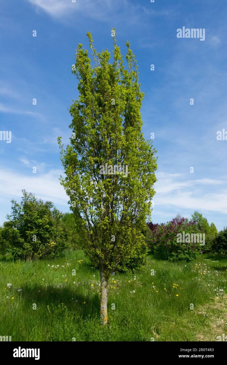 Quercia inglese, Quercus robur 'Kasseler Rakete', albero deciduo, quercia, forma Foto Stock