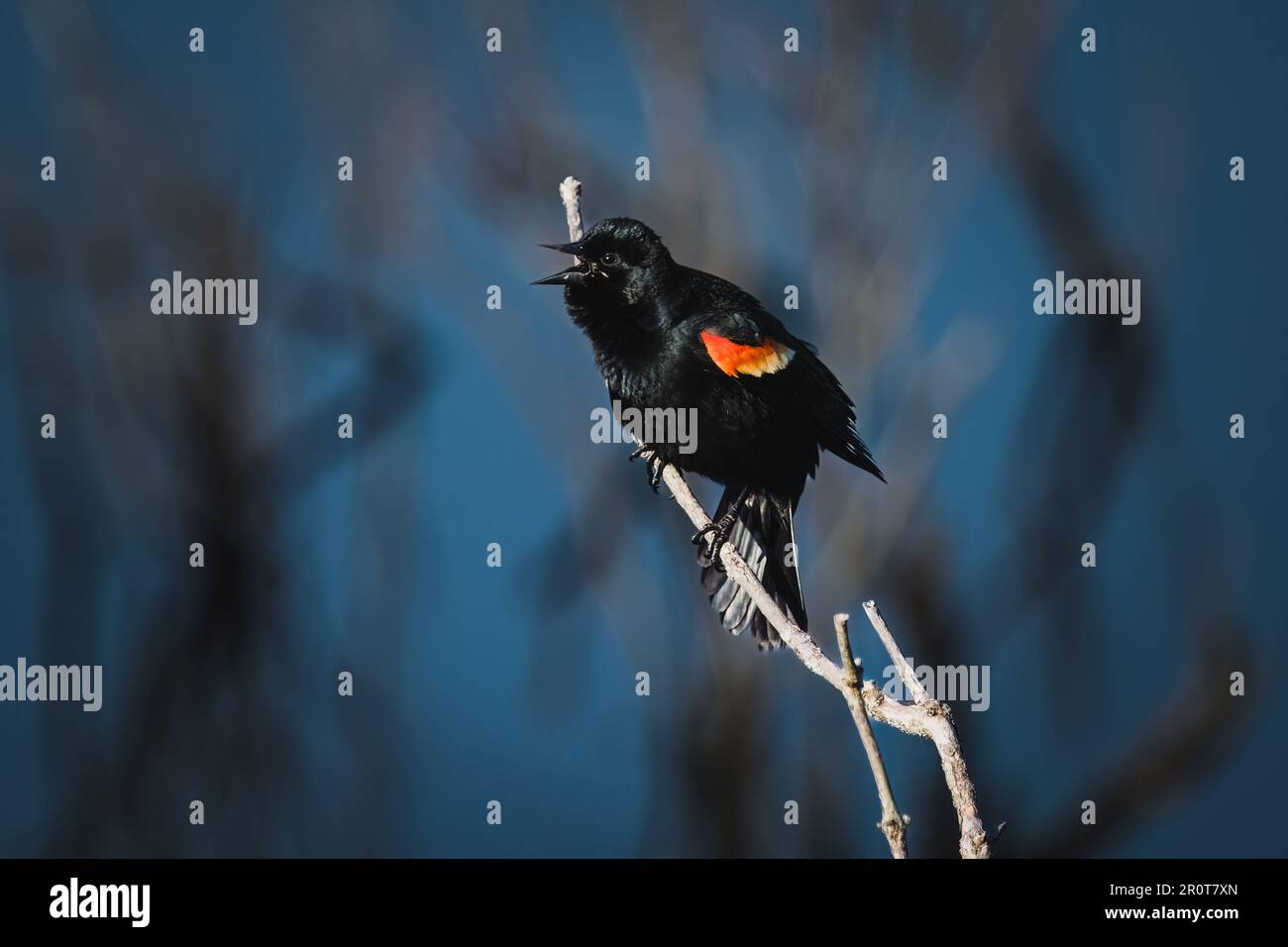 Blackbird dalle alette rosse su un ramo di albero che chiama. Foto Stock