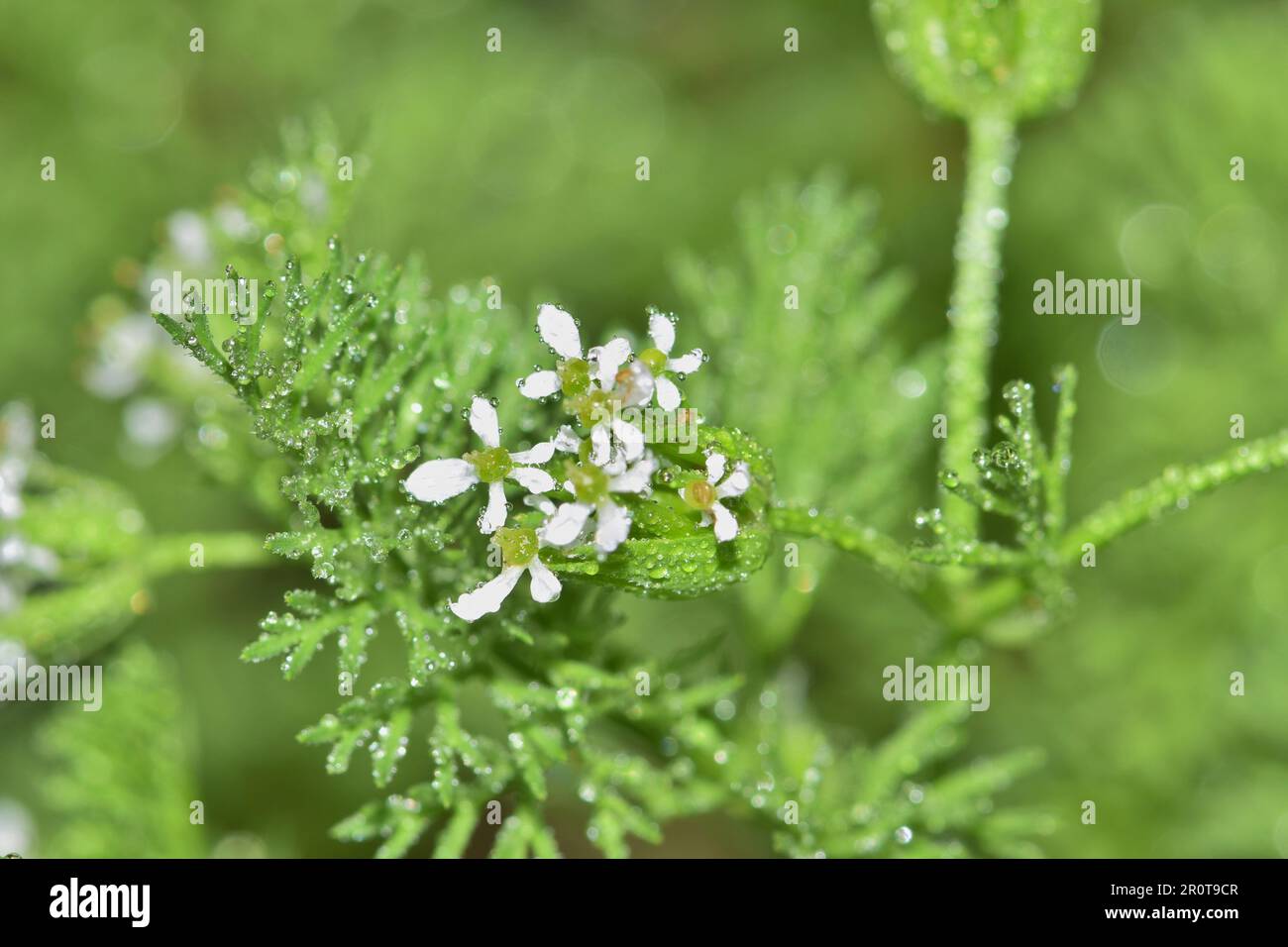 Shepherds Needle (Scandix pecten-veneris) pianta fiori e foglie con gocce d'acqua. Specie invasive native in Europa, ma trovate a livello globale. Foto Stock