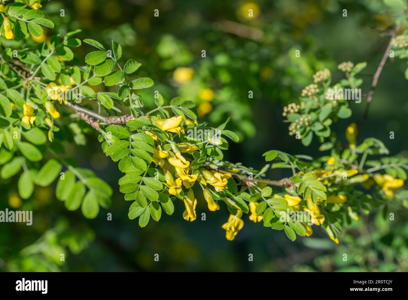 Il peashrub siberiano, i fiori gialli dell'arborescens di Caragana sul fuoco selettivo del ramoscello Foto Stock