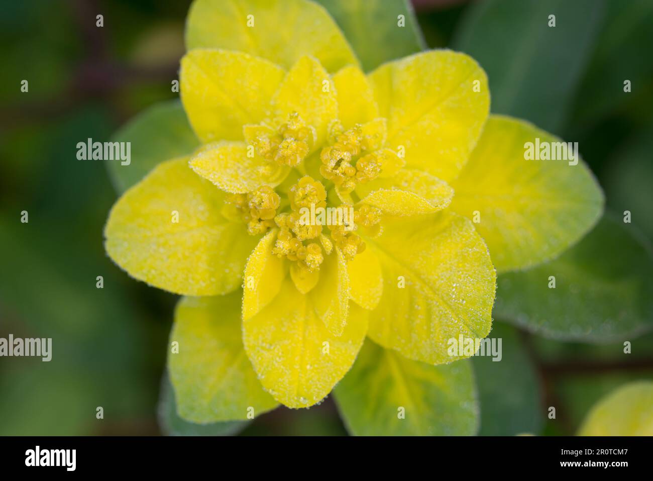 Euphorbia policroma, spyrge primavera giallo fiore closeup fuoco selettivo Foto Stock