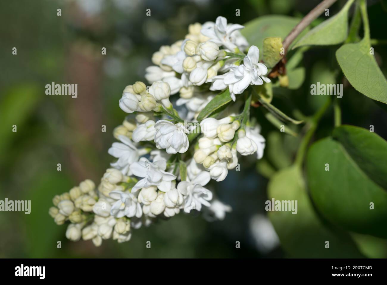 Syringa vulgaris, fiori di liquac comune bianco sul fuoco selettivo del chiodo di torsione Foto Stock