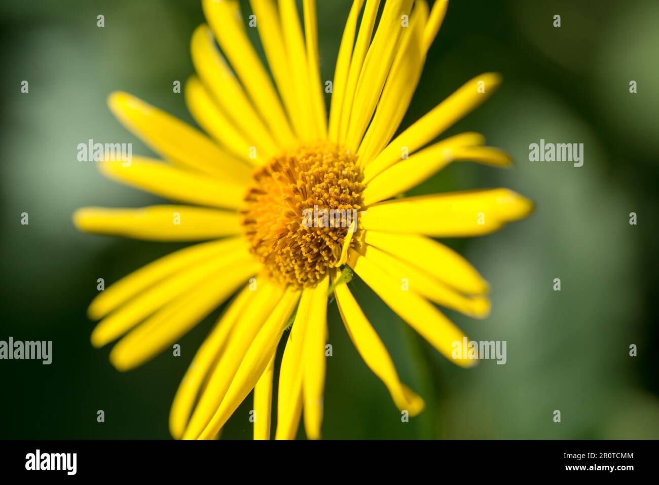 Leopardo's bane, Doronicum orientale giallo primavera fiore primo piano selettivo fuoco Foto Stock