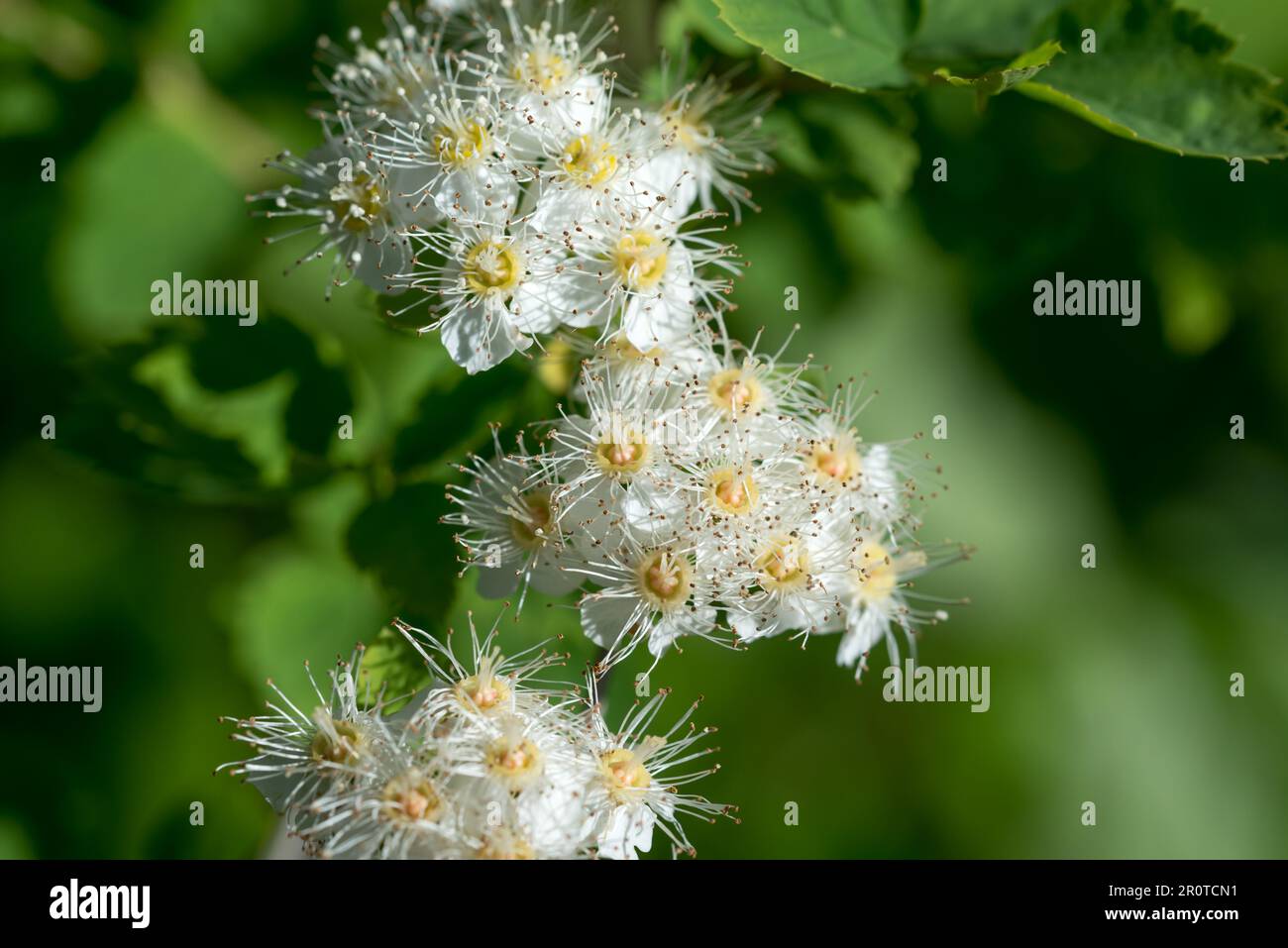 Arbusto con fiori di primavera bianco primo piano fuoco selettivo Foto Stock