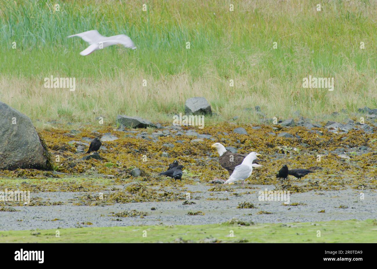 Un'aquila baldera mangia salmone, circondato da corvi e gabbiani. Alaska Estate: Riva del fiume coperta di piante acquatiche. Foto Stock