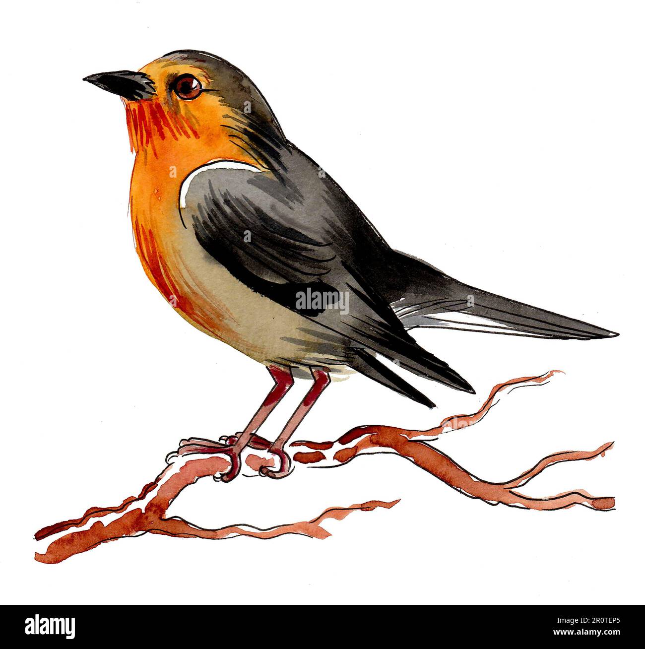 Uccello su un ramo di albero. Inchiostro disegnato a mano e acquerello su carta Foto Stock